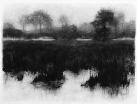 drawing titled Black Swampgrass